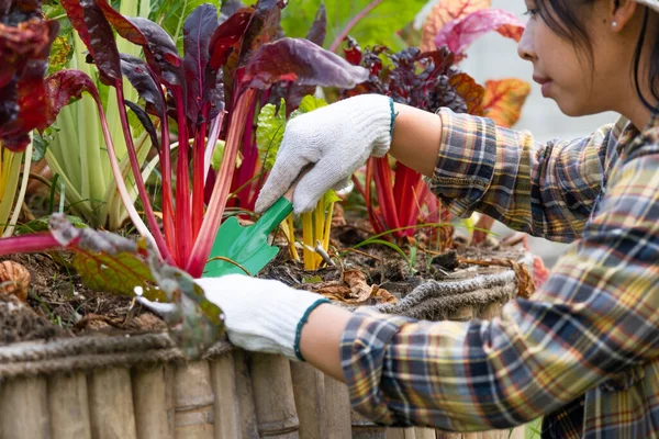 Happy Female Gardener Gloves Shoveling Removing Weeds Soil Her Backyard — Foto de Stock