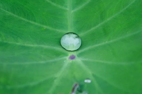 여름철 아래서 소수성 표면에서 물방울이 떨어지는 잎들을 가까이 것이다 물방울 — 스톡 사진