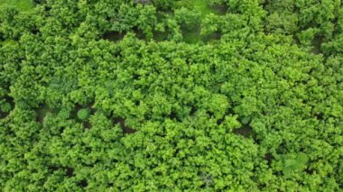 Kuzey Tayland 'da yağmur mevsiminde ağaçların hava manzarası. Ormanda uçan insansız hava aracı, doğa geçmişi. Ormanın üzerinden uçmak, doğal arka plan hareket halinde.
