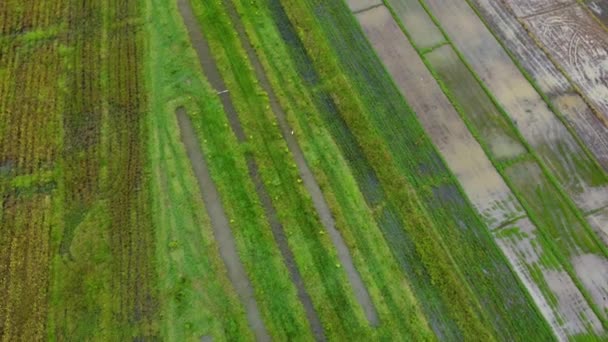 Aerial View Cultivation Trees Rice Planting Outdoor Nursery Beautiful Agricultural — Wideo stockowe