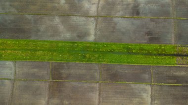 Dışarıdaki fidanlıkta ekilen pirinç ve tarım ağaçlarının havadan görünüşü. Güzel Tarım Çiftlikleri. Doğal arkaplan hareket halinde.