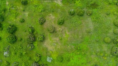 Kuzey Tayland 'da yağmur mevsiminde ağaçların hava manzarası. Ormanda uçan insansız hava aracı, doğa geçmişi. Ormanın üzerinden uçmak, doğal arka plan hareket halinde.