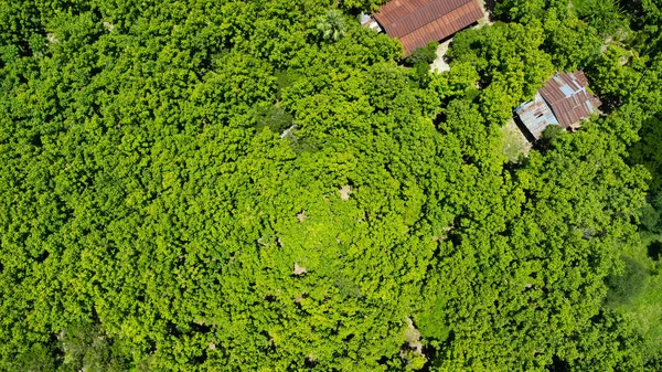 Vista Aérea Paisaje Pueblo Campo Árbol Verde Tailandia Texturizado Naturaleza —  Fotos de Stock