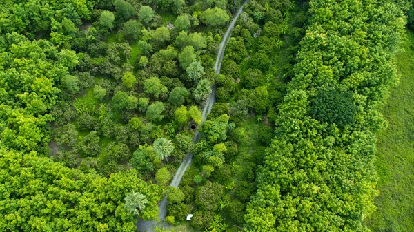 Una Vista Aérea Los Árboles Temporada Lluvias Norte Rural Tailandia —  Fotos de Stock