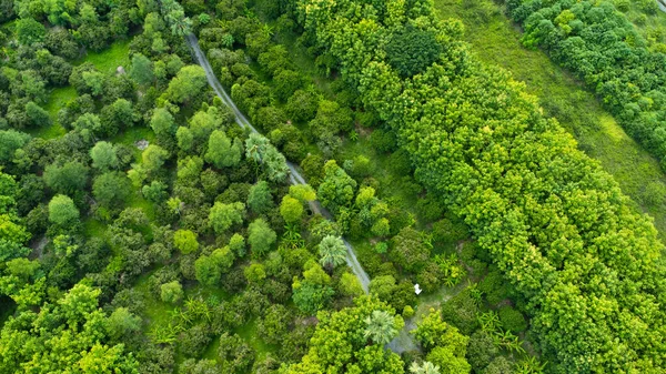 Aerial View Trees Rainy Season Rural Northern Thailand Drone Flying — Φωτογραφία Αρχείου