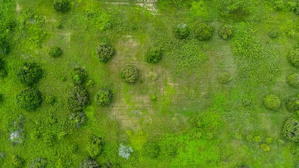 Aerial View Trees Rainy Season Rural Northern Thailand Drone Flying — Foto de Stock