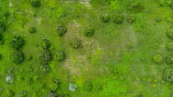 Kuzey Tayland 'da yağmur mevsiminde ağaçların hava manzarası. Ormanda uçan insansız hava aracı, doğa geçmişi. Ormanın üzerinden uçmak, doğal arka plan hareket halinde.
