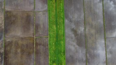 Dışarıdaki fidanlıkta ekilen pirinç ve tarım ağaçlarının havadan görünüşü. Güzel Tarım Çiftlikleri. Doğal arkaplan hareket halinde.