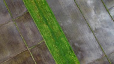 Dışarıdaki fidanlıkta ekilen pirinç ve tarım ağaçlarının havadan görünüşü. Güzel Tarım Çiftlikleri. Doğal arkaplan hareket halinde.