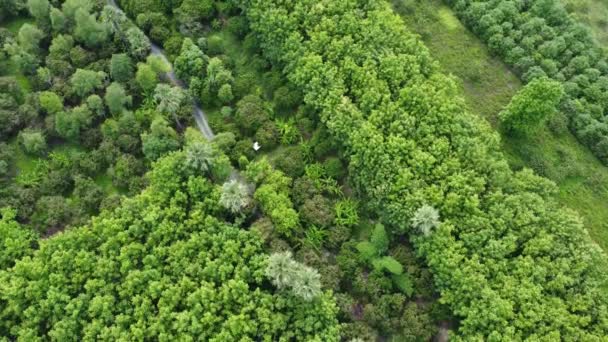 Letecký Pohled Stromy Období Dešťů Severním Venkově Thajska Dron Letící — Stock video