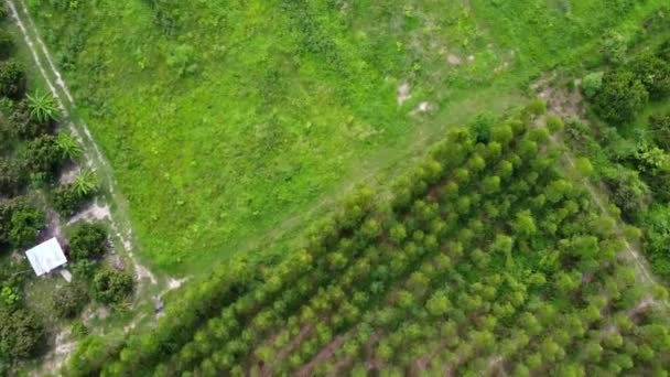 Aerial View Trees Rainy Season Rural Northern Thailand Drone Flying — 图库视频影像
