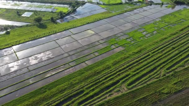 Aerial View Cultivation Trees Rice Planting Outdoor Nursery Beautiful Agricultural — Wideo stockowe