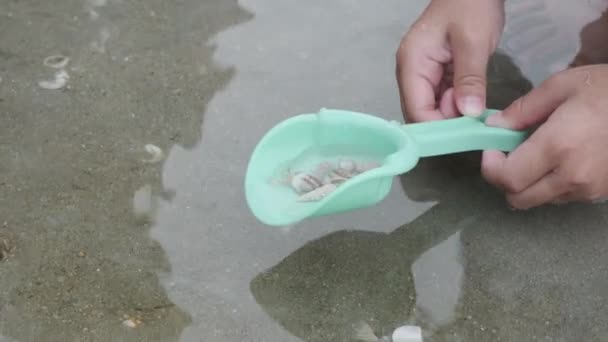 Close Cute Hermit Crabs Crawling Sandy Beach Hermit Crabs Use — Vídeos de Stock
