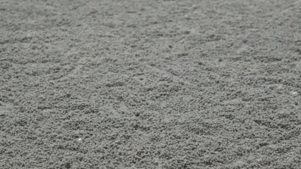 Καβούρια Τρύπες Στην Άμμο Της Παραλίας Θέα Από Ψηλά Καβούρι — Αρχείο Βίντεο