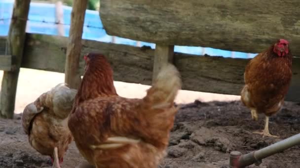 Κοτόπουλα Που Τρώνε Δημητριακά Αγρόκτημα Ελεύθερης Βοσκής Στην Ύπαιθρο Κοτόπουλα — Αρχείο Βίντεο
