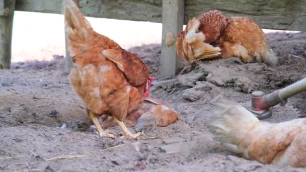 在农村的农场里吃谷物的小鸡 鸡窝里的鸡耕作和宠物狗概念 — 图库视频影像