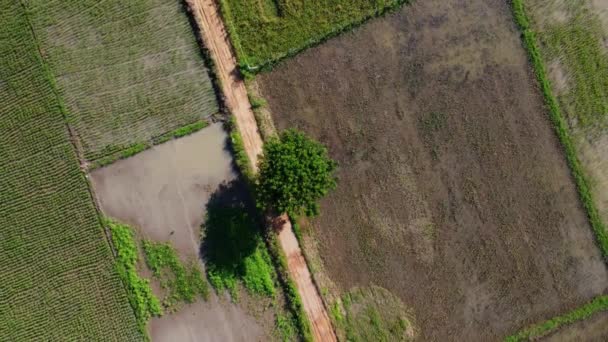 Aerial View Green Fertile Farmland Rice Fields Beautiful Landscapes Agricultural — Wideo stockowe