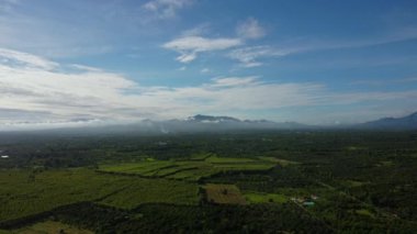 Aerial view of green fertile farmland of rice fields. Beautiful landscapes of agricultural or cultivating areas in tropical countries.