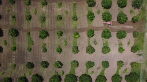 Aerial View Tractor Plowing Field Plantation Beautiful Landscapes Agricultural Cultivating — 비디오
