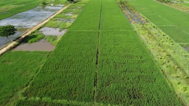 Aerial View Green Fertile Farmland Rice Fields Beautiful Landscapes Agricultural — Wideo stockowe