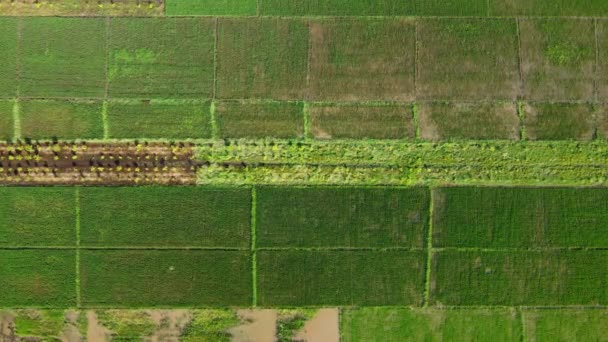 Flygfoto Högspänningspyloner Och Kraftledningar Nära Eukalyptusskog Ett Tropiskt Land Naturlandskap — Stockvideo