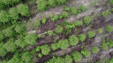 Tropikal ülkelerdeki tarım ve tarım alanlarının güzel manzaralarının havadan görünüşü. Tarım işi. Doğal manzara arka planı.