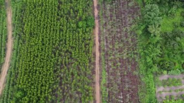 Tropikal ülkelerdeki tarım ve tarım alanlarının güzel manzaralarının havadan görünüşü. Tayland 'da okaliptüs tarlası. Doğal manzara arka planı.