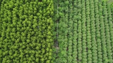Tropikal ülkelerdeki tarım ve tarım alanlarının güzel manzaralarının havadan görünüşü. Tayland 'da okaliptüs tarlası. Doğal manzara arka planı.