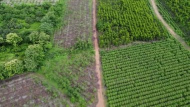 Kırsal okaliptüs tarlalarının güzel yeşil alanlarını kesen toprak yolun havadan görünüşü. Tayland 'daki okaliptüs ormanının en iyi manzarası. Doğal manzara arka planı.