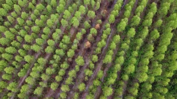 Вид Воздуха Красивые Ландшафты Сельскохозяйственных Культивируемых Территорий Тропических Странах Эвкалиптовые — стоковое видео