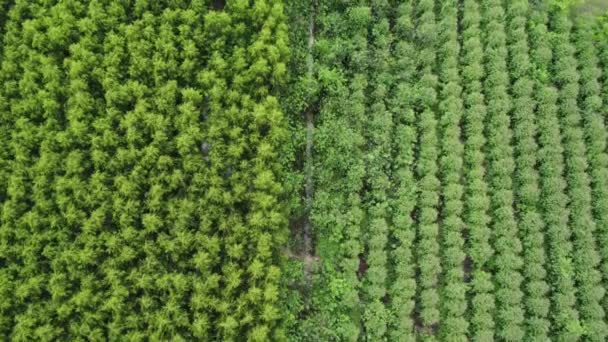 Letecký Pohled Krásné Krajiny Zemědělských Nebo Obdělávaných Oblastí Tropických Zemích — Stock video