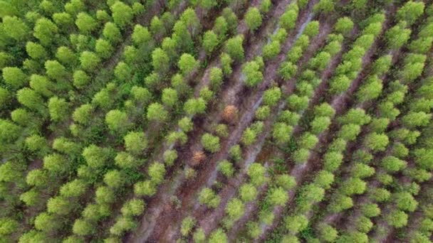 Letecký Pohled Krásné Krajiny Zemědělských Nebo Obdělávaných Oblastí Tropických Zemích — Stock video