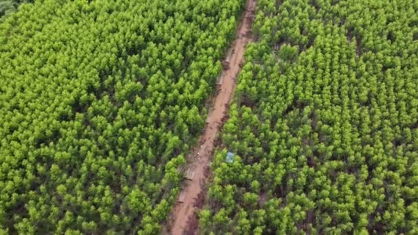 Letecký Pohled Prašnou Cestu Která Prochází Krásnými Zelenými Plochami Venkovských — Stock video