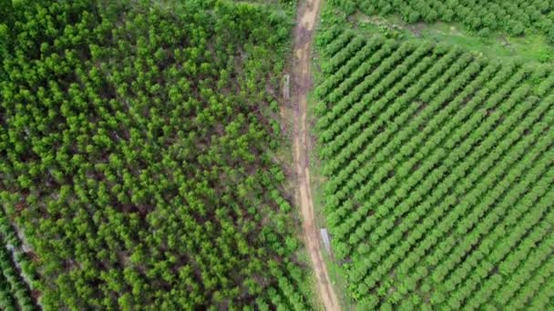 유칼립투스 농장의 아름답고 지역을 가로지르는 비포장도로를 공중에서 내려다본 것이다 유칼립투스 — 비디오