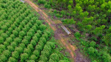 Kırsal okaliptüs tarlalarının güzel yeşil alanlarını kesen toprak yolun havadan görünüşü. Tayland 'daki okaliptüs ormanının en iyi manzarası. Doğal manzara arka planı.
