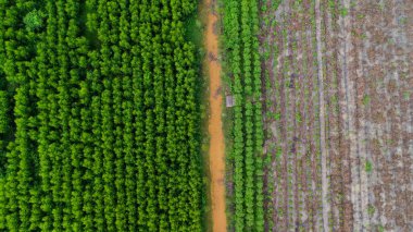 Kırsal okaliptüs tarlalarının güzel yeşil alanlarını kesen toprak yolun havadan görünüşü. Tayland 'daki okaliptüs ormanının en iyi manzarası. Doğal manzara arka planı.
