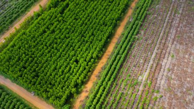 Kırsal okaliptüs tarlalarının güzel yeşil alanlarını kesen toprak yolun havadan görünüşü. Tayland 'daki okaliptüs ormanının en iyi manzarası. Doğal manzara arka planı.