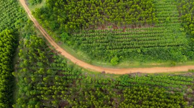 Kırsal okaliptüs tarlalarının güzel yeşil alanlarını kesen toprak yolun havadan görünüşü. Tayland 'daki okaliptüs ormanının en iyi manzarası. Doğal manzara arka planı.