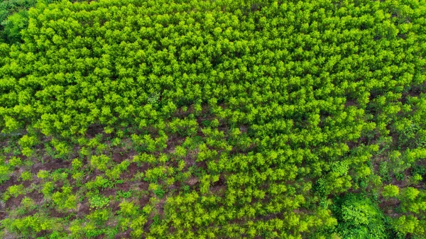 Vista Aérea Hermosos Paisajes Áreas Agrícolas Cultivo Países Tropicales Plantación —  Fotos de Stock