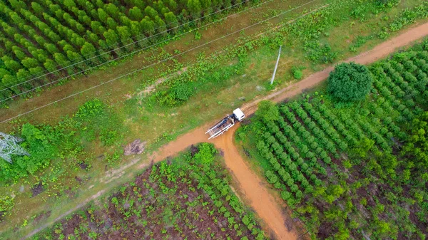 Αεροφωτογραφία Παλιού Φορτηγού Χωματόδρομο Αγροτική Φυτεία Ευκαλύπτου Κάτοψη Του Δάσους — Φωτογραφία Αρχείου