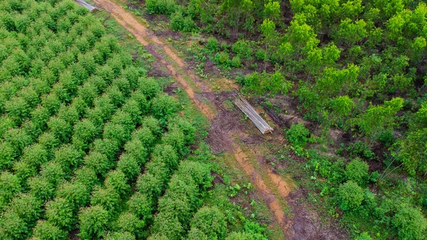 Kırsal okaliptüs tarlalarının güzel yeşil alanlarını kesen toprak yolun havadan görünüşü. Tayland 'daki okaliptüs ormanının en iyi manzarası. Doğal manzara arka planı.