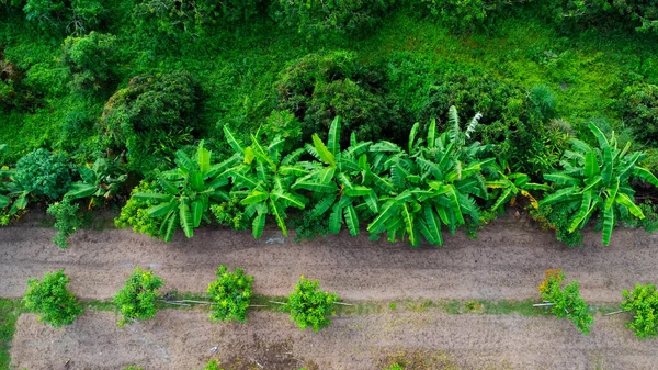 Top view of cultivation trees and plantation in outdoor nursery. Aerial view of Banana plantation in rural Thailand. Cultivation business. Natural landscape background.