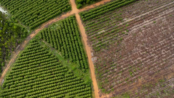 Vista Aérea Uma Estrada Terra Que Atravessa Belos Espaços Verdes — Fotografia de Stock