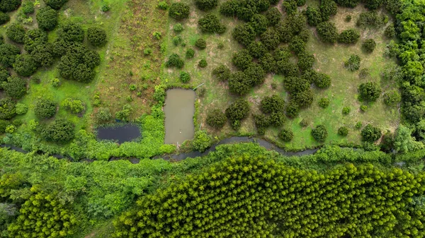 Tropikal ülkelerdeki tarım ve tarım alanlarının güzel manzaralarının havadan görünüşü. Tayland 'da okaliptüs tarlası. Doğal manzara arka planı.