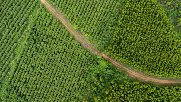 Αεροφωτογραφία Χωματόδρομου Που Διασχίζει Τους Όμορφους Χώρους Πρασίνου Των Αγροτικών — Φωτογραφία Αρχείου
