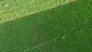 Tropikal ülkelerdeki pirinç tarlalarının ya da tarım alanlarının havadan görünüşü. Tarım işi. Doğal manzara arka planı.