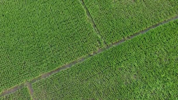 Αεροφωτογραφία Τοπίων Ορυζώνων Γεωργικών Περιοχών Τροπικών Χωρών Δουλειές Καλλιέργειας Φυσικό — Αρχείο Βίντεο
