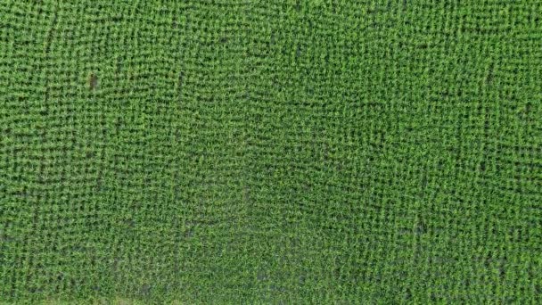 Letecký Pohled Krajinu Rýžových Polí Nebo Zemědělských Oblastí Tropických Zemích — Stock video