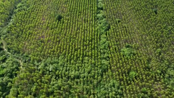 Letecký Pohled Krásné Krajiny Zemědělských Nebo Obdělávaných Oblastí Tropických Zemích — Stock video