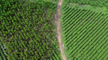 Kırsal okaliptüs tarlalarının güzel yeşil alanlarını kesen toprak yolun havadan görünüşü. Tayland 'daki okaliptüs ormanının en iyi manzarası. Doğal manzara arka planı.